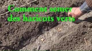 Haricots verts COMMENT LES SEMER LC VIDEO [upl. by Benoite64]