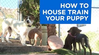 How to House Train Your Puppy [upl. by Gilford]