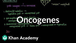 Oncogenes  Biomolecules  MCAT  Khan Academy [upl. by Eanal]