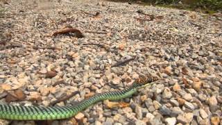 Chrysopelea paradisi  Paradise Tree Snake  One of prettiest Thailand Snakes [upl. by Caril]