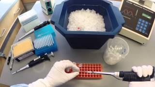 PCR Protocol  Part 1 [upl. by Ailaroc]