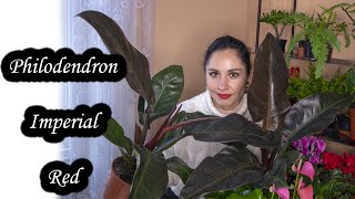 PHILODENDRON IMPERIAL RED  All you need to know [upl. by Kristi]