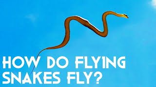 How Do Flying Snakes Fly Unbelievable New Research [upl. by Adlare314]