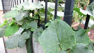 Tending Cucumbers Identifying and Treating White Powdery Mildew with Baking Soda [upl. by Orgell]