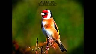 Wild goldfinch song from Algeria تغريد الحسون الخلوي الجزائري [upl. by Aicilaana309]