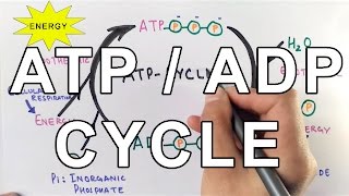 Mechanism of ATPADP Cycle [upl. by Yennej]