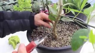 How to Care for Lemon Trees [upl. by Drape426]