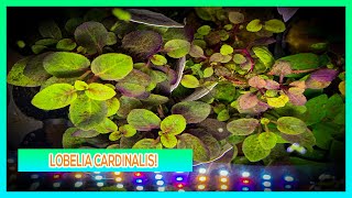 LOBELIA CARDINALIS  AQUARIUM PLANT CARE GUIDE [upl. by Daphie]