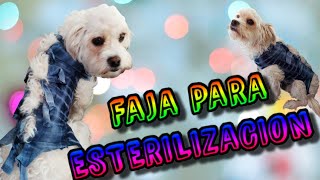 💖haz una FAJA para PERROS o GATOS tutorial 2021🐶💖ESTERILIZACION Cuidados Y BENEFICIOS DIY [upl. by Adiol]