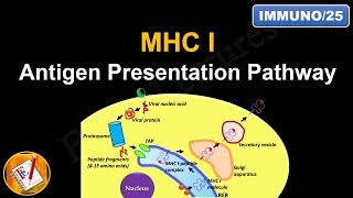 Antigen Processing and Presentation PART I MHC I Antigen Presentation pathway FLImmuno25 [upl. by Napas462]