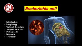 Escherichia coli E coli [upl. by Harbison]