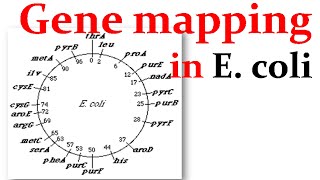 Gene mapping in Ecoli [upl. by Schilit]