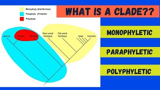 Monophyletic Paraphyletic and Polyphyletic [upl. by Schechinger]