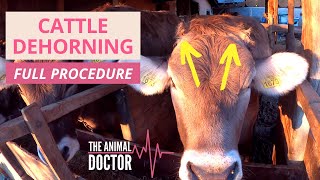 Cattle Dehorning Dairy Cows  HOW TO DO IT [upl. by Ecyle732]