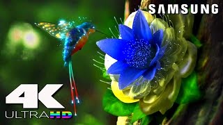 4K ULtra HD  SAMSUNG UHD Demo׃ LED TV [upl. by Bishop]