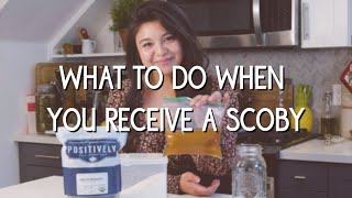 What to do when you receive a kombucha SCOBY [upl. by Swagerty]