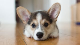 Pembroke Welsh Corgi  Description care and training [upl. by Dewees]