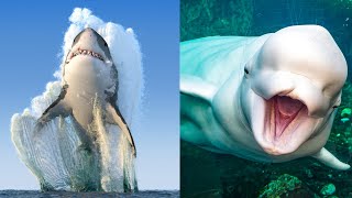 31 Animales Marinos Increíbles y Hermosos🐋 [upl. by Airal]