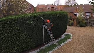 How to trim a conifer hedge [upl. by Gregoor]