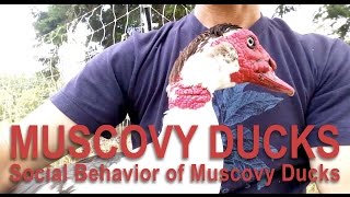 Raising Muscovy Ducks and Their Behaviors [upl. by Ralyat482]