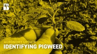 Identifying Pigweed I Becks Agronomy Update [upl. by Mapel]