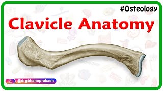 Clavicle Anatomy Animation  General features Osteology Attachments Development clinical anatomy [upl. by Scheld725]