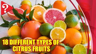 18 Different Types of Citrus Fruits [upl. by Liu]