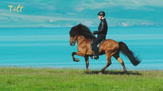 5 gaits of the Icelandic horse [upl. by Atiuqan]