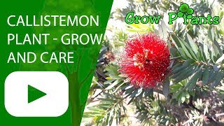 Callistemon plant  growing and care [upl. by Wagstaff]