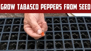 Grow Tabasco Peppers From Seed [upl. by Thant653]