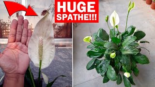 Peace Lily Plant CARE 101  My TIPS To Get MORE Flowers [upl. by Eugene]