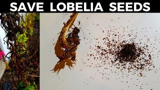 How to Save Cardinal Flower amp Lobelia Seeds [upl. by Aelrac]