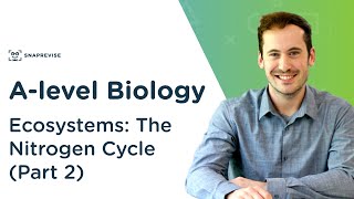 Ecosystems The Nitrogen Cycle  Alevel Biology  OCR AQA Edexcel [upl. by Nilre]