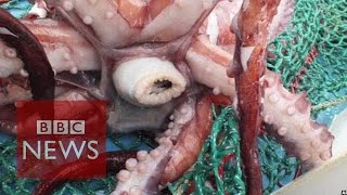 Rare colossal squid examined by scientists  BBC News [upl. by Martell]