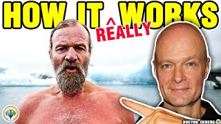 What Happens During Wim Hof Breathing [upl. by Koby]