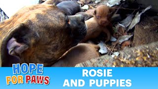 Rescuing a family of dogs with help from iPhone and You Tube Please share dog [upl. by Cirdor947]