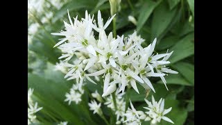 Wild Garlic Ramsons [upl. by Rutter122]