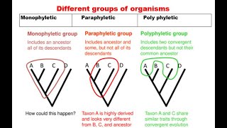 8 Monophyletic paraphyletic and polyphyletic group [upl. by Tiphane]