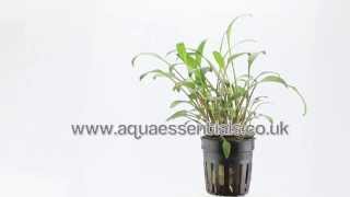 Aquarium plant Cryptocoryne lucens  easy to grow ans suitable for beginners and up [upl. by Leotie538]