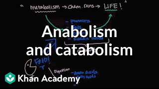 Overview of metabolism Anabolism and catabolism  Biomolecules  MCAT  Khan Academy [upl. by Ridinger]