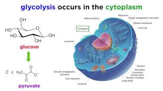 Cellular Respiration Part 1 Glycolysis [upl. by Suidualc982]