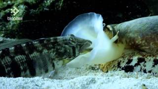 Geographus cone shell net feeding on sleeping fish [upl. by Lewendal]