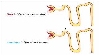 BUN and Creatinine [upl. by Othilia]