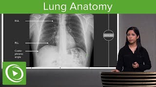 Lung Anatomy – Radiology  Lecturio [upl. by Hemetaf]