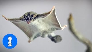 SUGAR GLIDERS Flying  Funny amp Cute Compilation [upl. by Tnek]