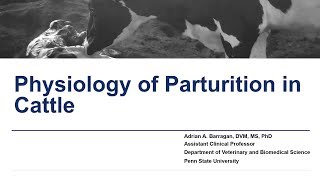 Physiology of Parturition in Cattle [upl. by Nguyen251]