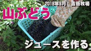 山葡萄でジュースを作ってみる 2018年9月 げんじぃの山ぶどう畑 By吉懸牧場 Vitis coignetiae Farm [upl. by Sheppard]