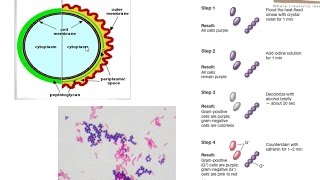 Gram staining procedure [upl. by Rhodie439]