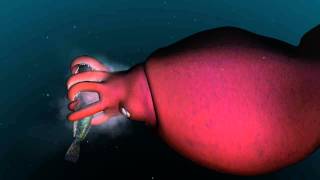 Mysterious world of the colossal squid [upl. by Suoilenroc]