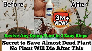 How To Revive Any Dying Plant in 3 Eazy Steps  Root Rot Treatment  Plants Issues And Solutions [upl. by Nork987]